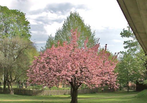 Stadtgarten Bad Honnef - Thumbnail