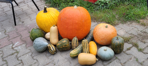 Kürbisfarm - Thumbnail