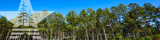 American Forest Management