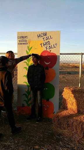 Curfman's massive cornmaze