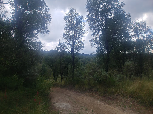 Bosque Cercano Al Nevado De Toluca - Thumbnail