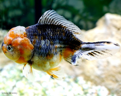 Windsor Fish Hatchery online - Thumbnail