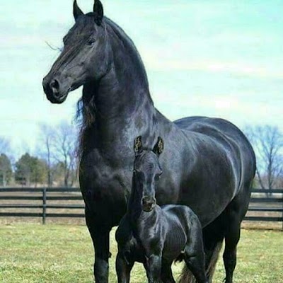 Photos of Қарабұлақ мал базары