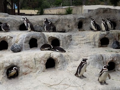 Penguin Island at The San Francisco Zoo