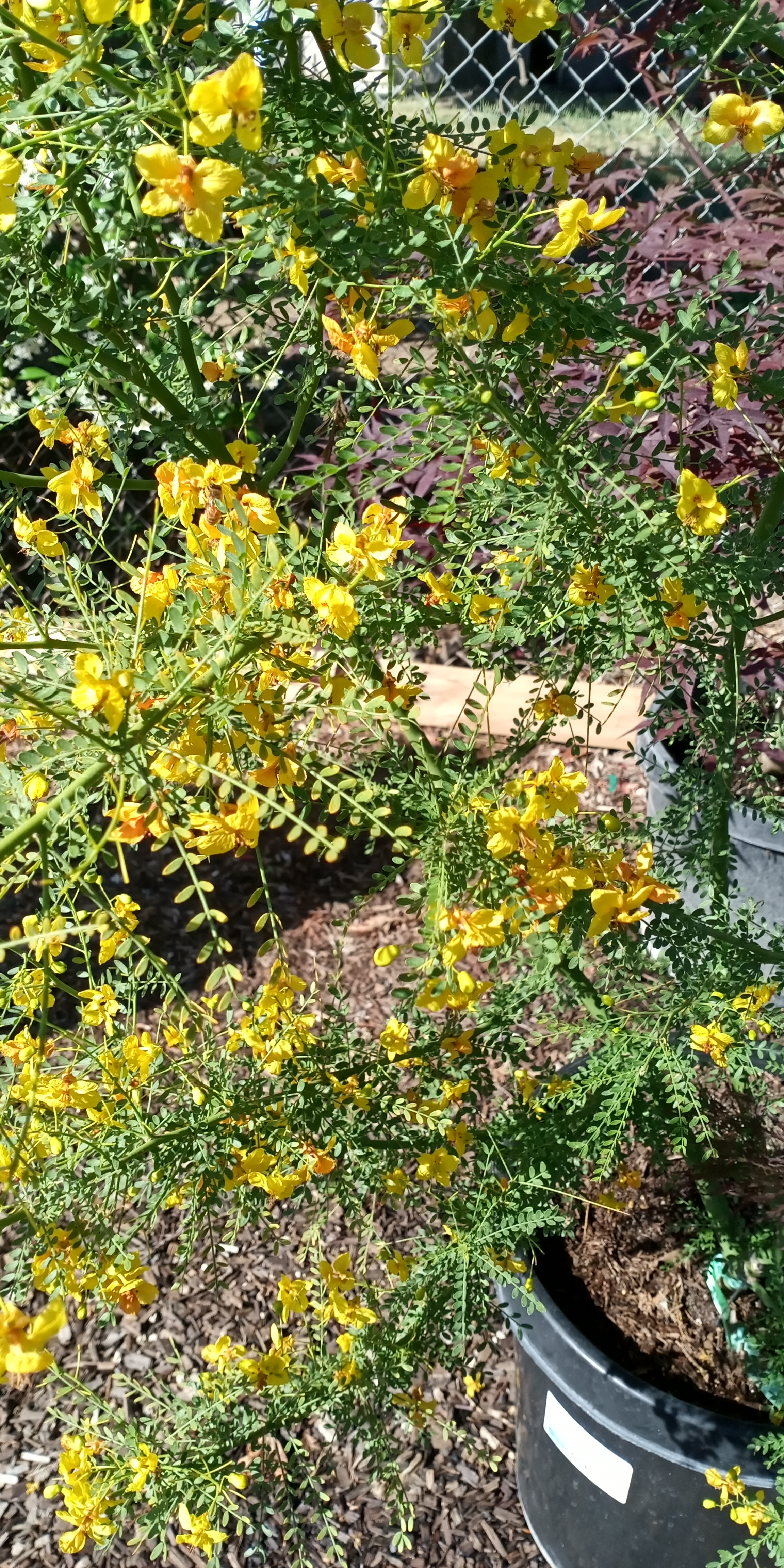 Gribaudo Farms Nursery