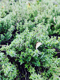 Photo n°12 de La chouette douceur à Arnac-la-Poste (Magasin)