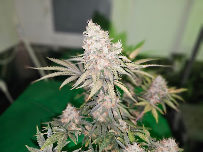 Photo of Anchorage Bowl Dispensary