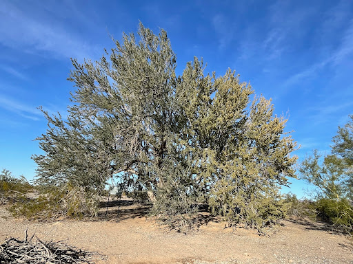 Great Tree of Arizona