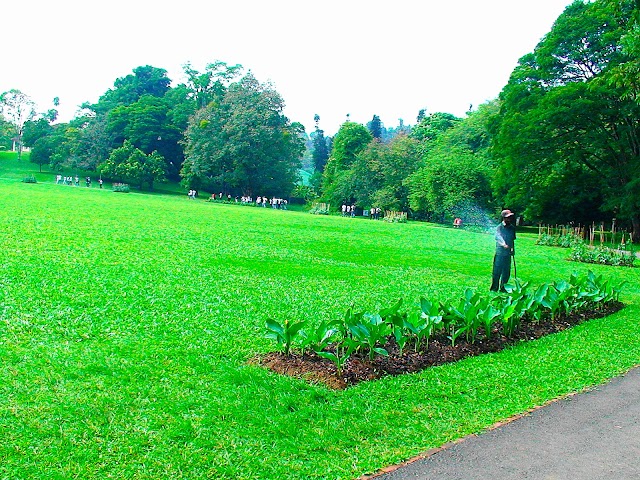 Royal Botanic Gardens