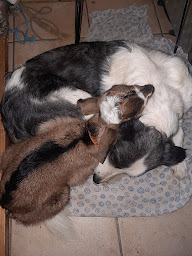 Photo n°11 de Lavyana Israël - Familly ferme à Bonac-Irazein (Élevage de volailles)