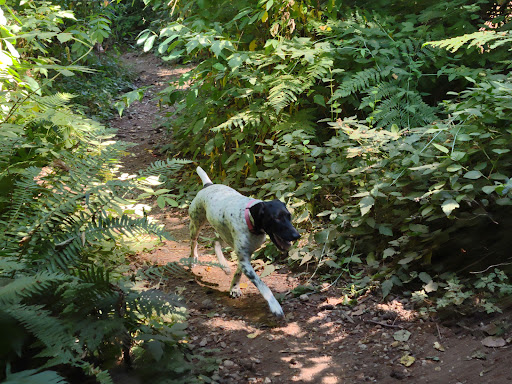 Viking Park, Off-leash Dog Park Gallery - United States
