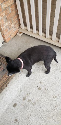Debbie's Wagging Tails Grooming - Thumbnail