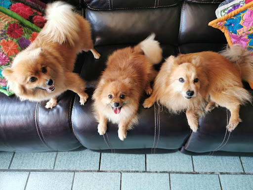 BARF Alimento para perros-MVZen Nutrición Canina