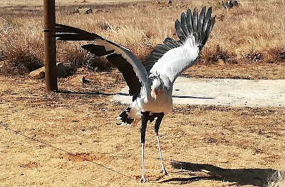 Photos of Dullstroom Bird of Prey & Rehabilitation Centre