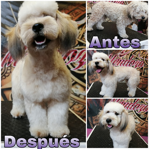 Teet estética canina