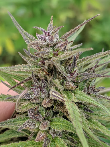 Burns CBD - Thumbnail