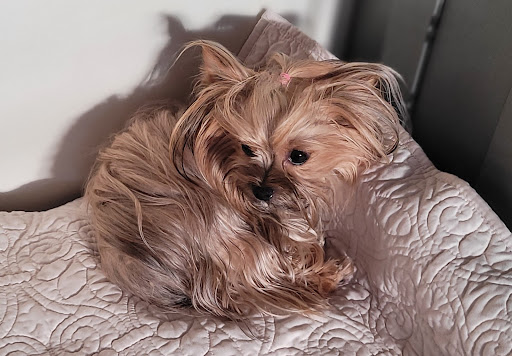 Ani-Mall Pet Hospital Gallery - United States