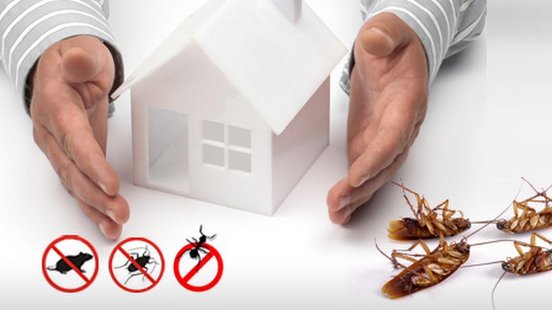 Pest Control Auckland