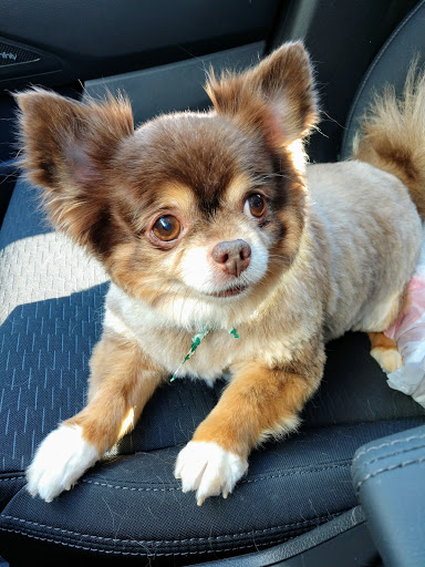 Christa's Paw Spa LLC Gallery - United States