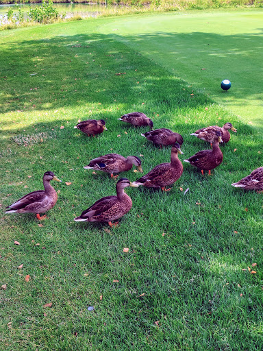 Arlington Lakes Golf Club (ALGC) Gallery - United States