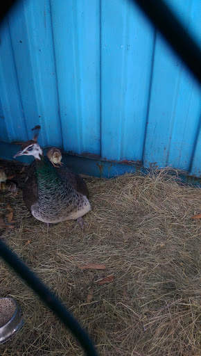 Orchard Kennels - Thumbnail