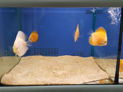 BizkaiTropik - Tienda de peces y acuarios - Thumbnail