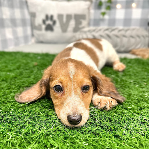 Georgia Puppies Online