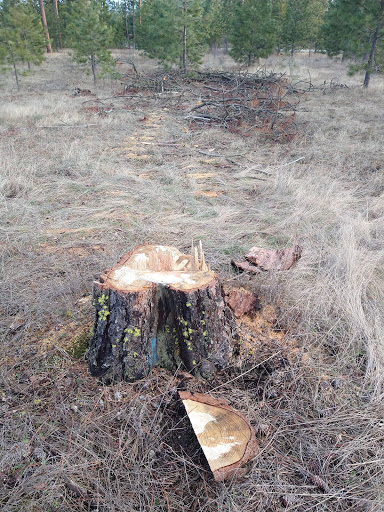 Tall Pines Park