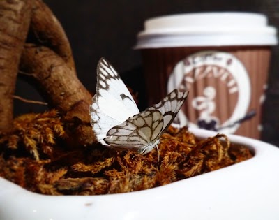 Photos of Coffee Jazzveh