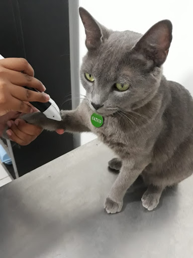 Veterinaria Miztli