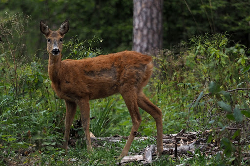 Dzieci Puszczy | Półkolonie Ursynów | Półkolonie Warszawa | Półkolonie lato 2025