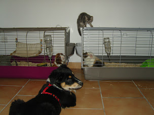 Photo n°2 de AMAELYS (Mediation par l'animal) à Vazerac (Association bénévole)