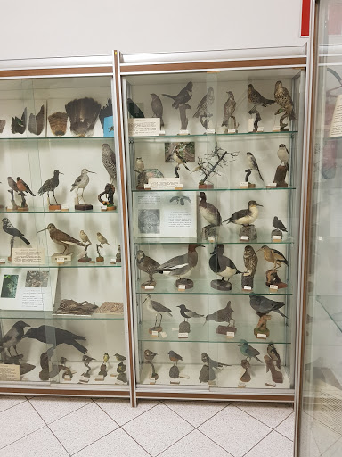 Comune di Stazzano Museo civico storia naturale - Thumbnail