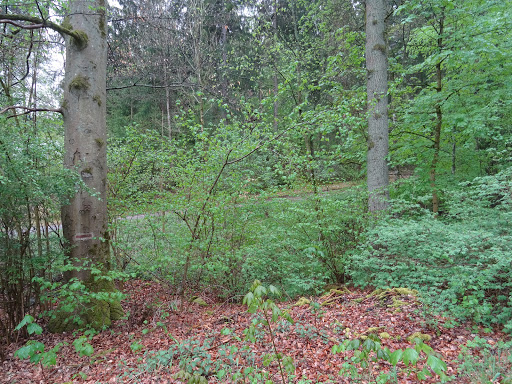 Engertsgraben - Visual