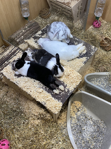 Pets at Home Ruislip - Thumbnail