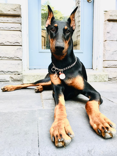 Upper Oakville Pet Hospital - Thumbnail