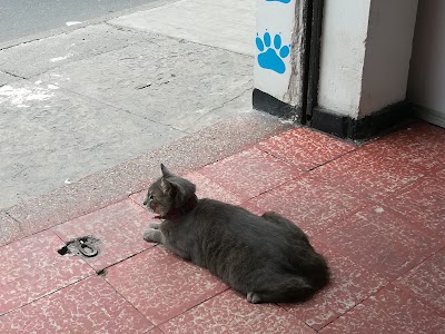 Photos of VETERINARIA PELUQUERIA CANINA AVES Y CANES