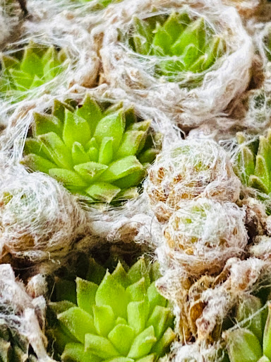 Hidden Hill Farm Greenhouse & Campground - Thumbnail
