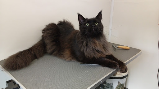 PUUR Katten Kattentrimsalon, Kattencollege, Kattenkunst, Kattengedrag - Thumbnail