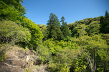 「Yame sugi」の画像検索結果