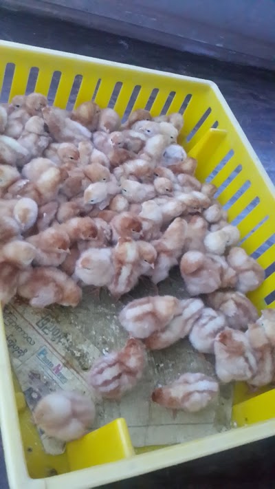 Photos of Mamdalay lashio road shwee yin egg shop