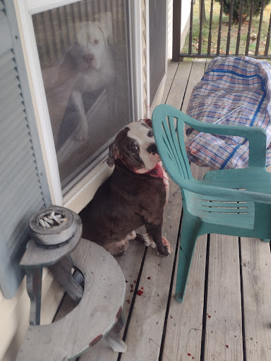 Lapeer County Animal Control - Thumbnail