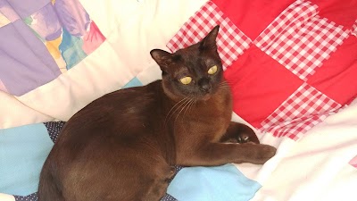 Rainbow Burmese Cattery