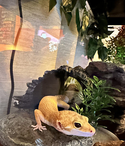 Pet Supplies Plus Willoughby - Thumbnail