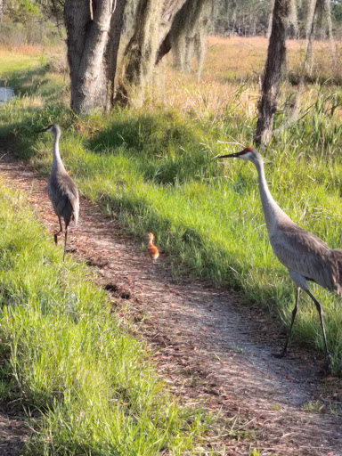 Lake Wales Ridge Wildlife and Environmental Area - Royce Gallery - United States