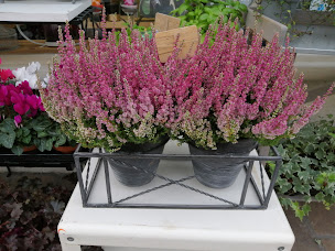 Photo n°27 de Aux fleurs d'Erika à Clermont (Fleuriste)