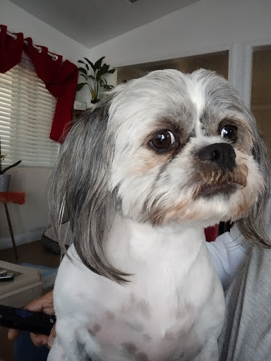 Mi Mascota Pet Shop And Grooming - Thumbnail