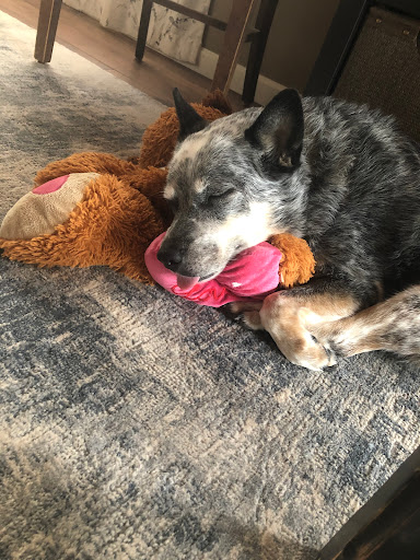 Rainbow Bridge Veterinary Services - Thumbnail