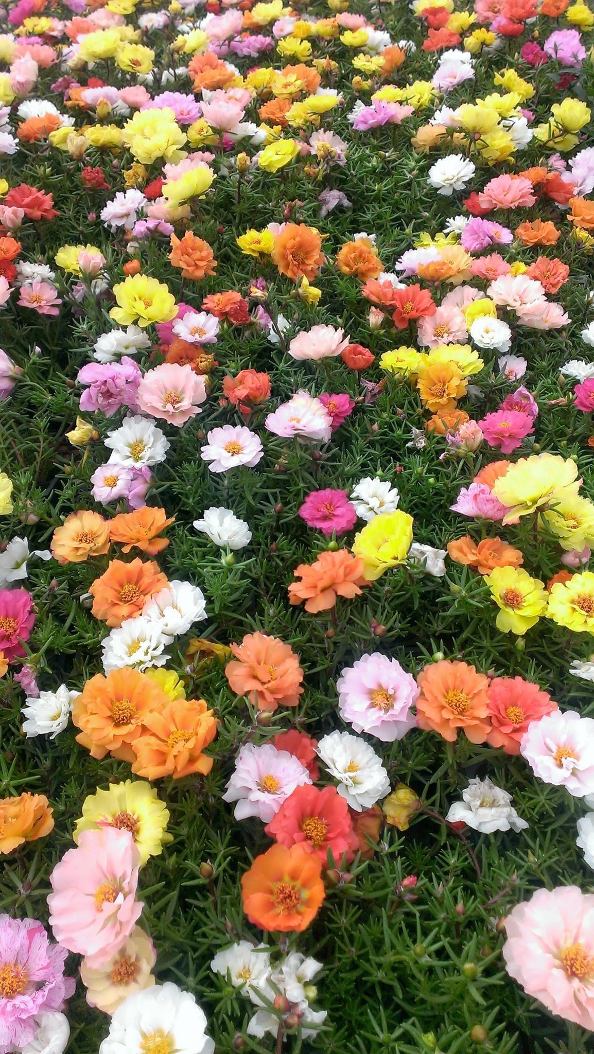 Marias Greenhouse