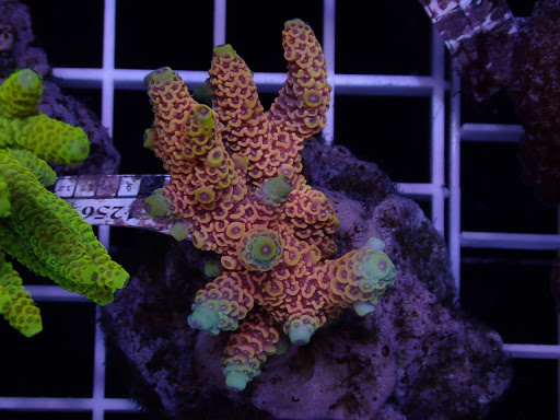 The Reefer Pte Ltd - Thumbnail